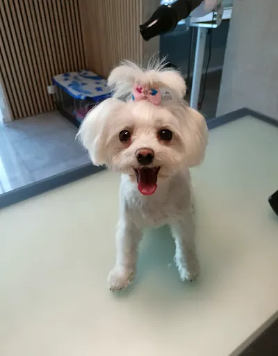 Salon groomerski Czysta Łapa - strzyżenie i pielęgnacja psów